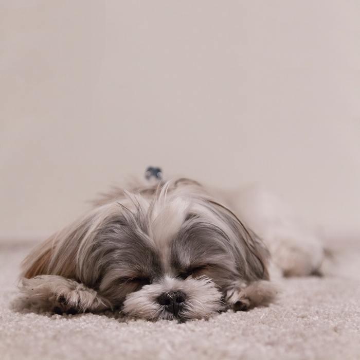 大好きな愛犬の死。信じられない、辛い…どうしたらいいの？