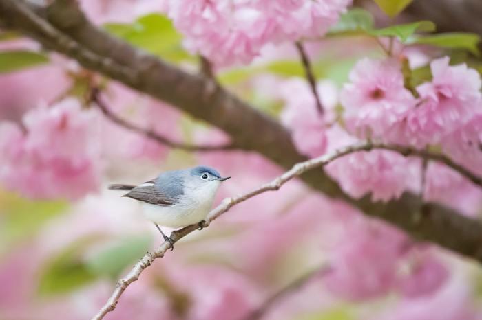 夢占い！《状況別》鳥が夢に出てきた時の意味と心理を徹底分析
