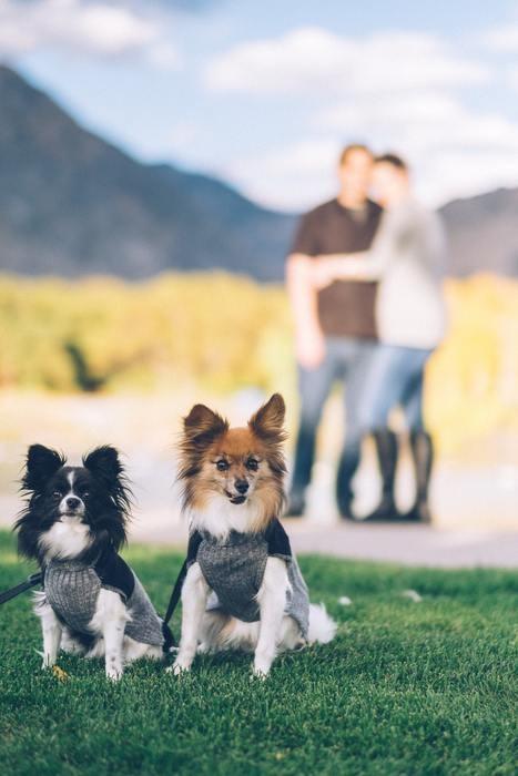 犬や猫などの動物と触れ合う