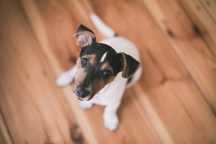 ①犬などの動物と触れ合う