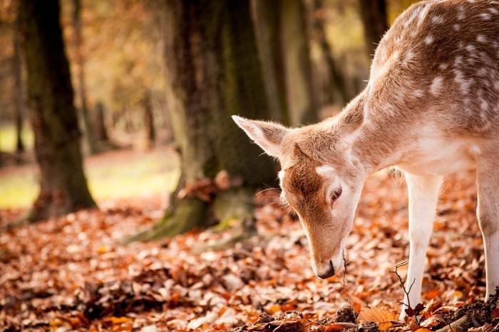 動物占いでこじかの女性ってどんな人？基本性格をチェック！