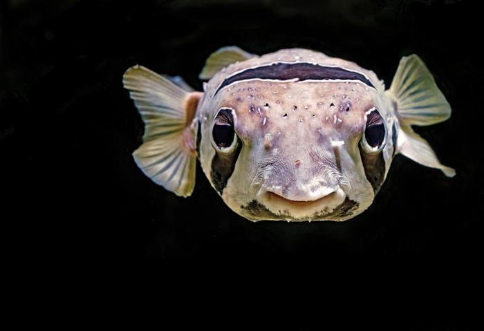 8位  魚座