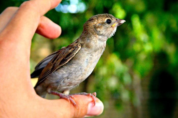 3. 鳥を助ける夢