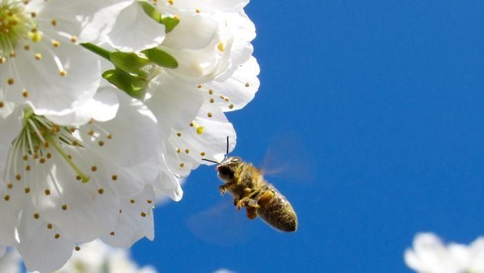 夢の中で蜂に刺された！蜂に刺される夢を見た時の意味と心理