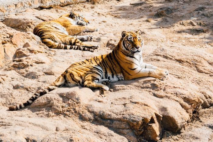 動物占いで虎の女性とゾウの男性の基本的な相性は？