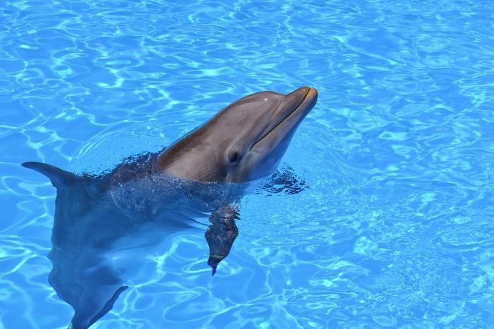 夢占い！水族館でイルカを見る夢