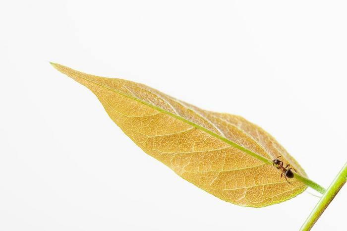 夢の中に蟻が出てきた！蟻の夢を見た時の意味と心理