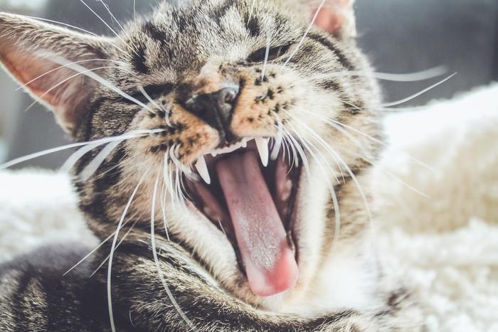 猫に噛まれる夢の基本的な夢占い