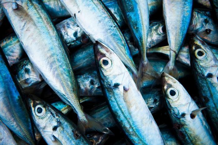 夢の中に焼き魚が出てきた！焼き魚の夢を見た時の意味と心理