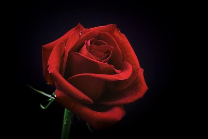 大阪府　黒薔薇・白薔薇所属　レヴェイユ小夢先生