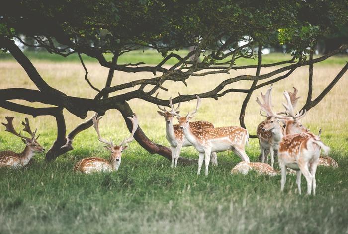 動物占いこじか4つのタイプ、それぞれの性格を見てみよう！