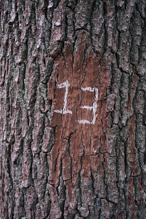 姓名判断における総格13画の基本的な性格は？