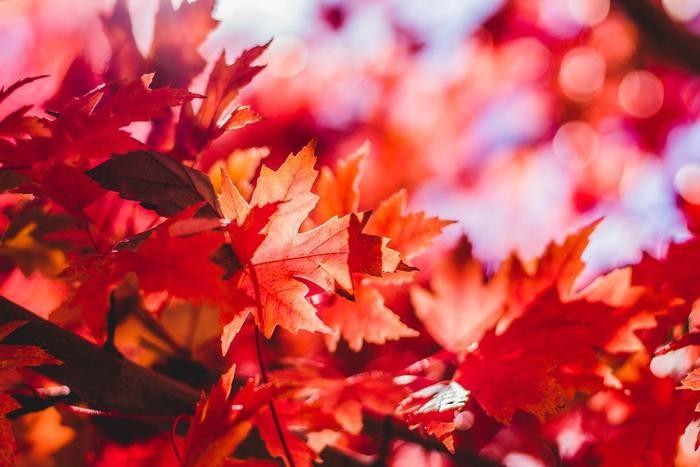 夢占い！紅葉でいっぱいの山にいる夢
