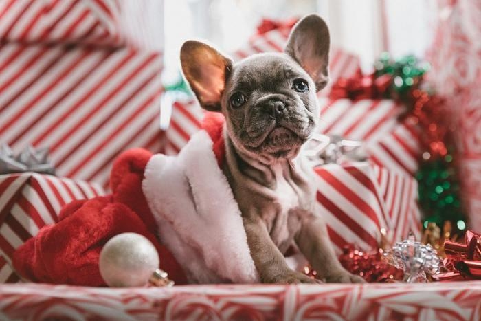 独身で犬を飼うのは諦めたほうがいい？犬を飼うと婚期を逃すとは？