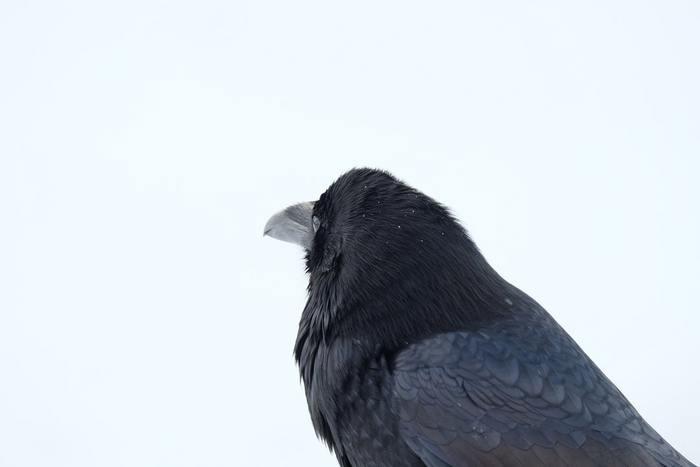 《夢占い》夢の中にカラスが出てきた時のメッセージを解読！