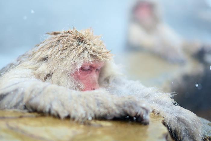 温泉に入っている猿の夢