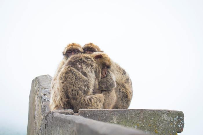 動物占いでの猿と他の動物との相性！動物別攻略法！