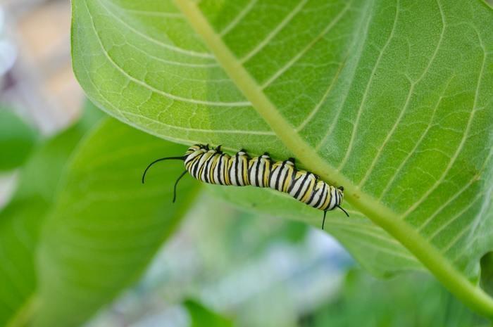 夢の中に芋虫が出てきた！芋虫の夢を見た時の意味と心理
