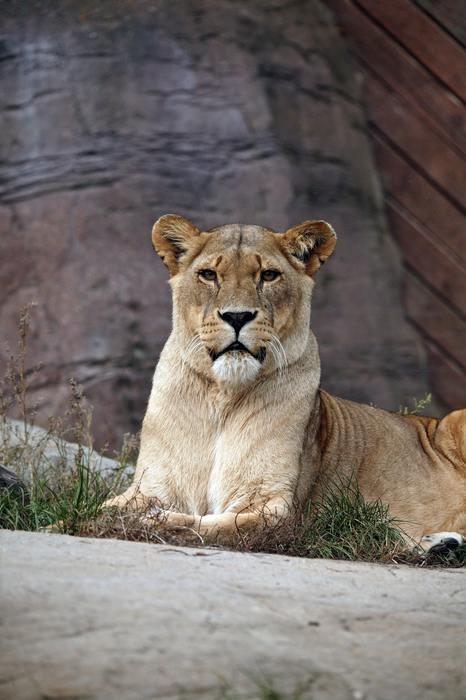 【動物占い】ライオンの性格が丸わかり！相性の良い動物や2018年の運勢もご紹介！