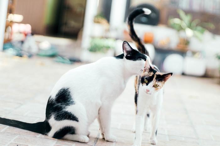 子猫が産まれる夢