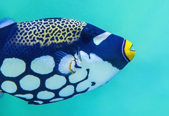 6位 魚座