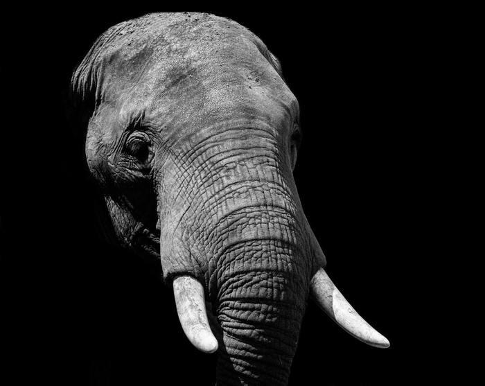 動物占いでゾウの女性ってどんな人？基本性格をチェック！