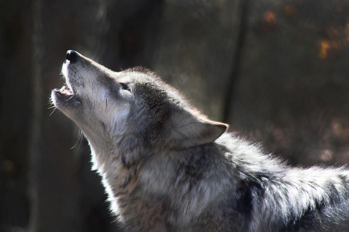 動物占いで2018年の狼の運勢を知ろう！
