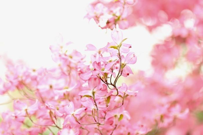 夢の中に桜が出てきた！桜の夢を見た時の意味と心理