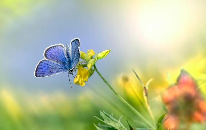 青い蝶「ユリシス」の画像