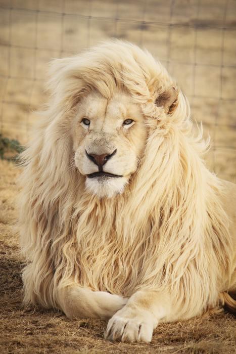 動物占いでライオンの基本的な性格5つの特徴