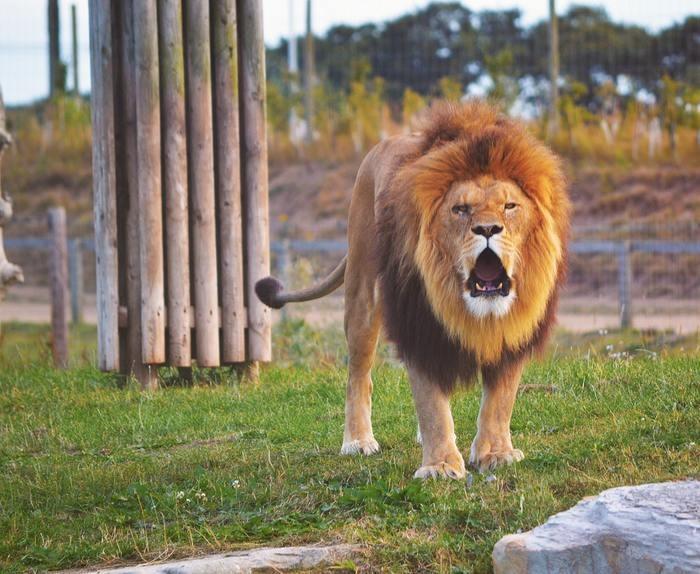 60種類の動物占いでみる『統率力のあるライオン』とは？