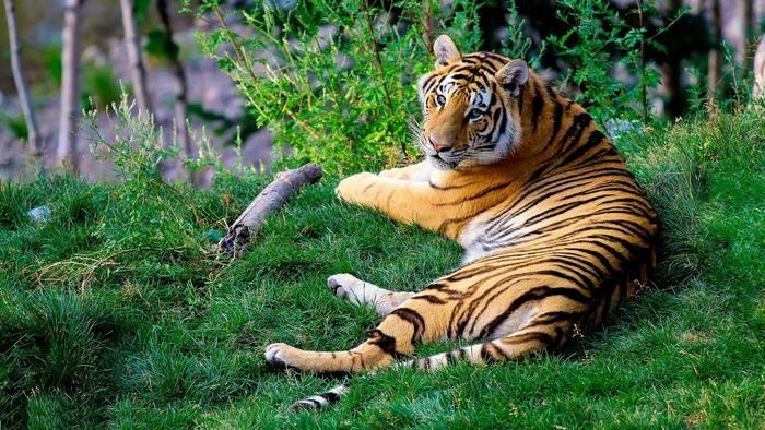 動物占いで虎の基本的な性格5つの特徴