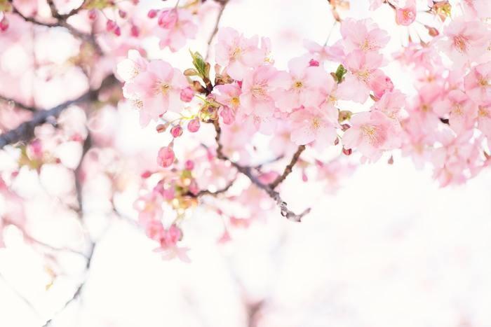 パターン別に夢占い。桜が出てくる夢の意味/心理を解説