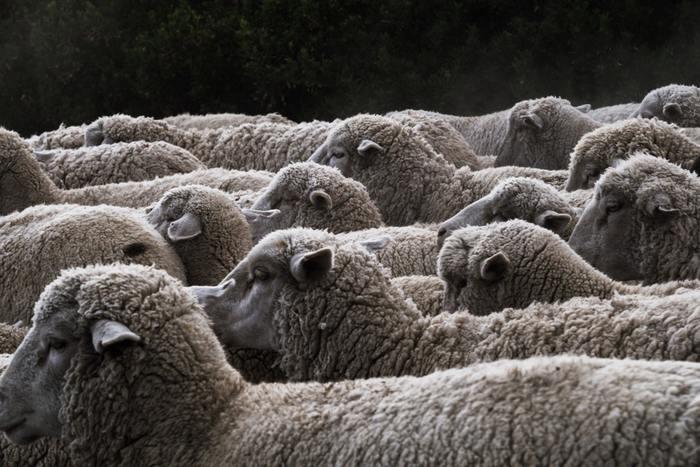 動物占い羊6つのタイプ、それぞれの性格を見てみよう！