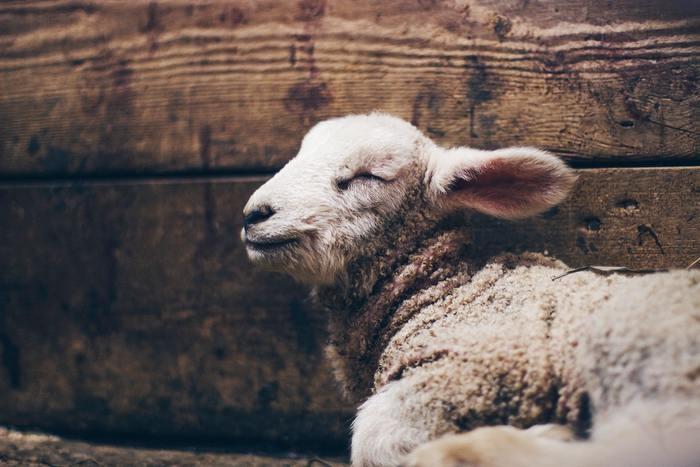 動物占いで羊のお金の傾向を知ろう！