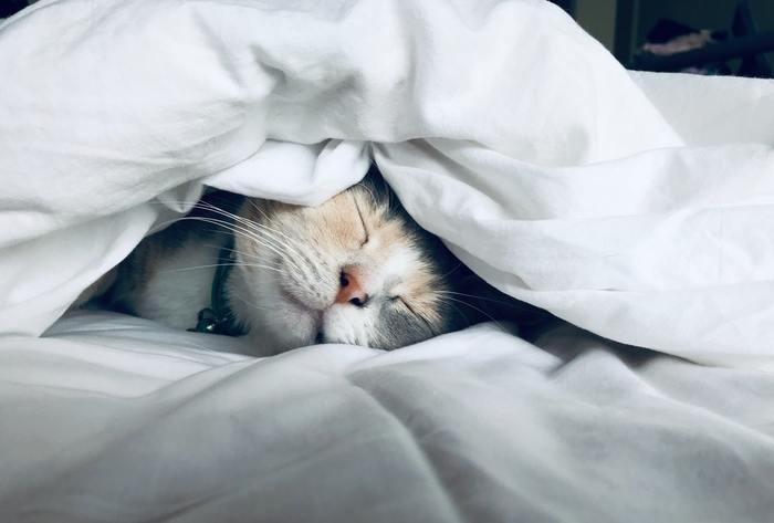 寝ている時毛布の中でぬくもりを感じた時